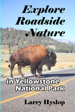 Explore Roadside Nature - Yellowstone NP Cover